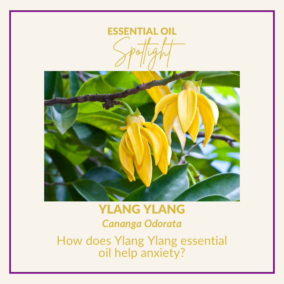 Pure Essential Oil of Ylang Ylang. Cananga Odorata 10ml. Sweet floral aroma. A wonderful oil for calming and soothing the mind.